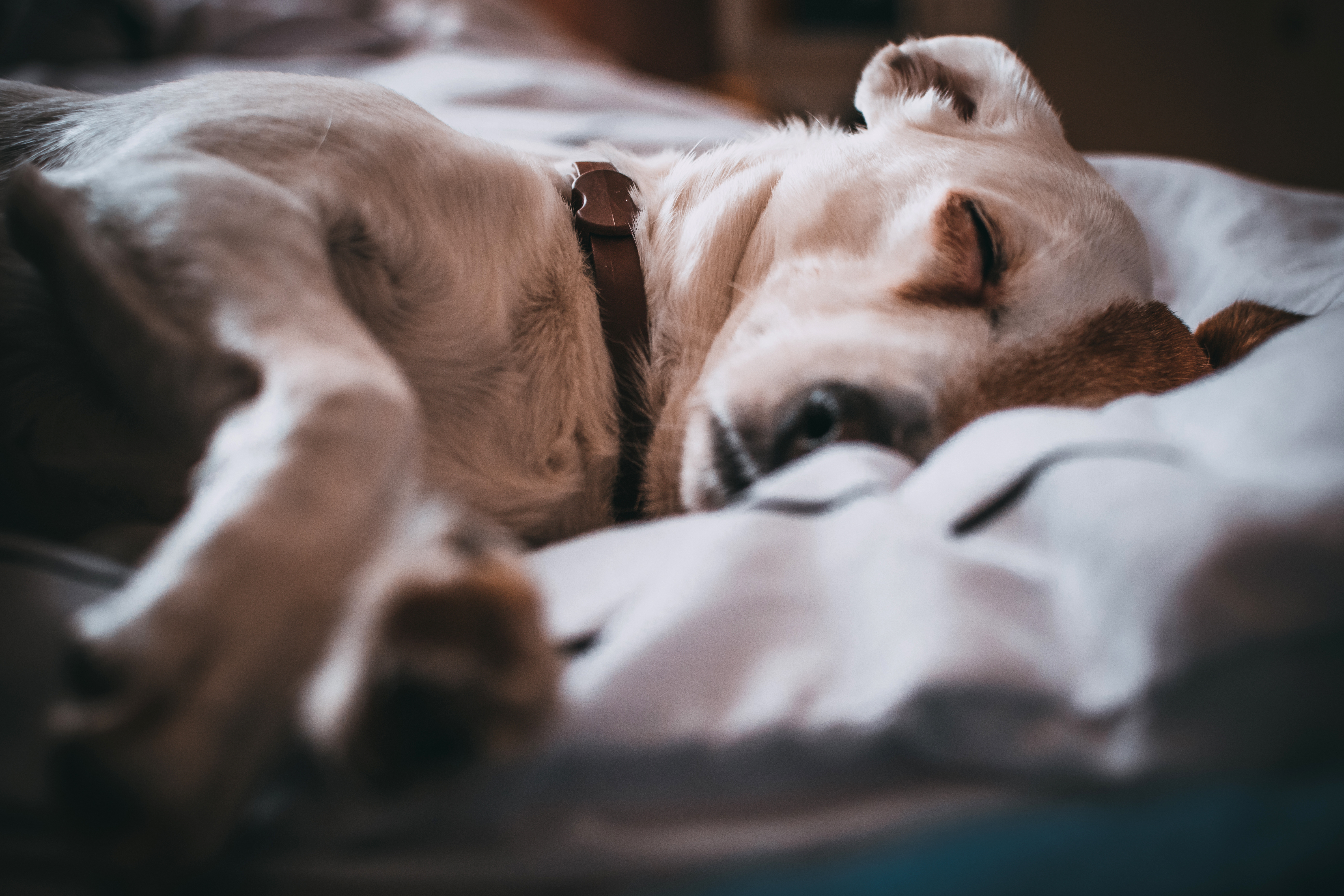 Сон собаки защищают. Спящие собаки. Собачка в кровати.